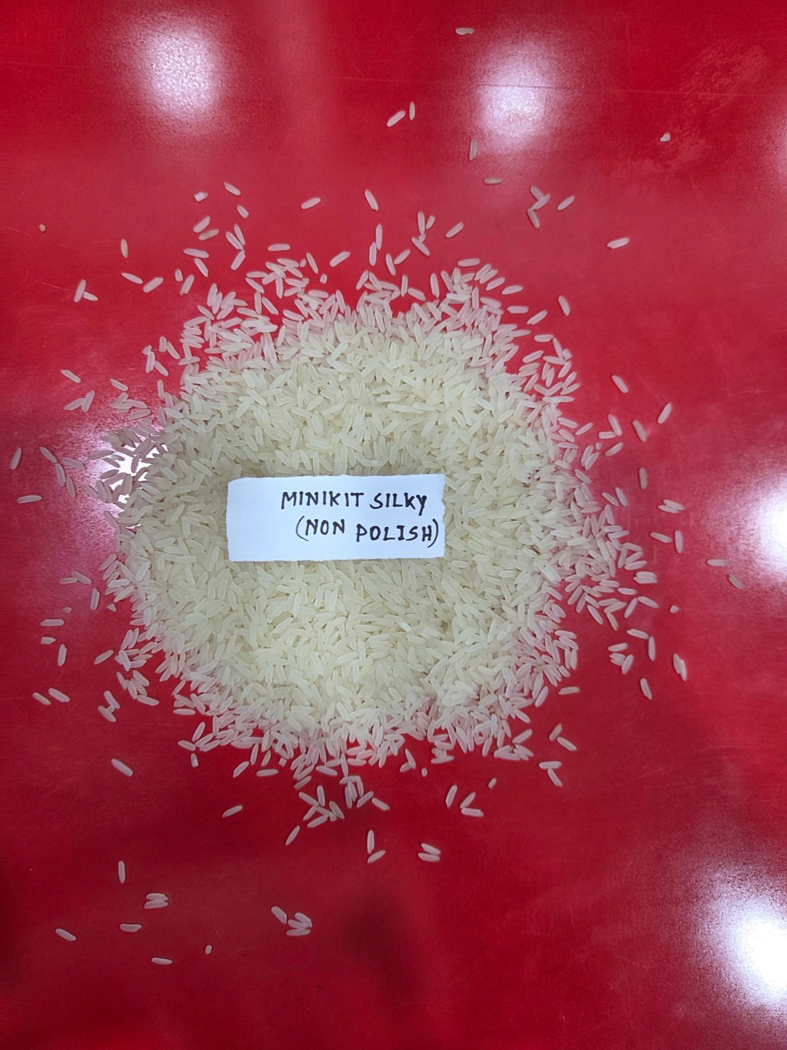 Close-up of golden rice grain heads